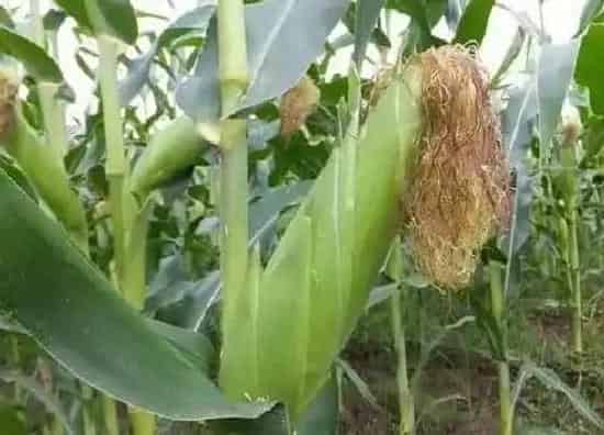 种植管理|玉米种子十大品种 玉米种子前十名的品牌排行榜