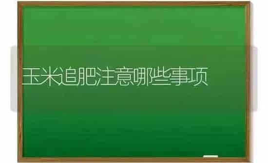 玉米追肥注意哪些事项 | 粮油作物种植