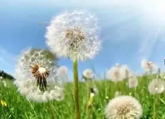 植物寓意|蒲公英的象征人生意义（蒲公英代表的人生精神）