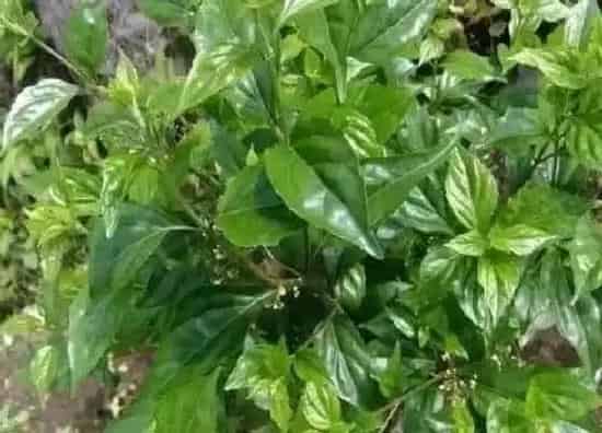 植物百科|绿豆腐是什么植物类别