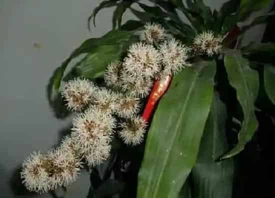 植物百科|巴西铁树会开花吗 在什么时候开花