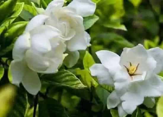 植物移栽|栀子花什么时候移栽最好