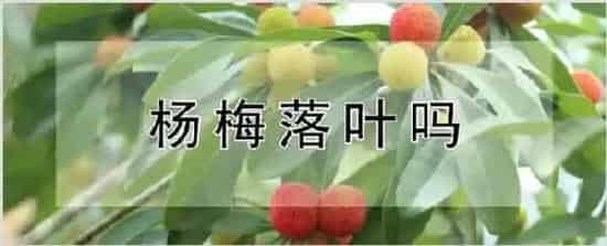 杨梅落叶吗 | 自然知识