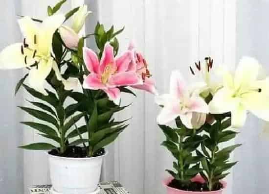 植物寓意|百合象征什么意义  有什么含义与花语
