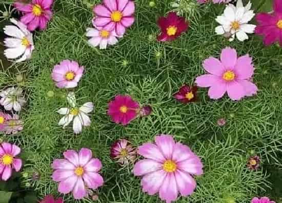 植物种类|绿化花卉品种