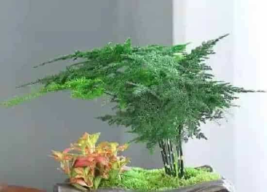 植物浇水|云竹什么时间浇水好 浇什么水才好