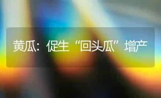 黄瓜：促生“回头瓜”增产 | 蔬菜种植