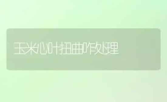 玉米心叶扭曲咋处理 | 粮油作物种植