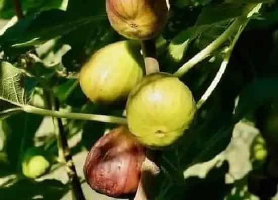 果实成熟|无花果几月份成熟上市