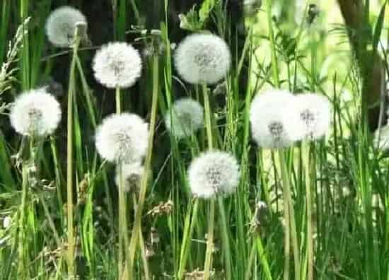 种植管理|蒲公英几月份种合适