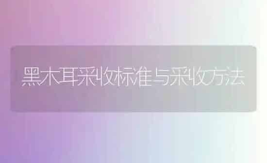 黑木耳采收标准与采收方法 | 食用菌种植
