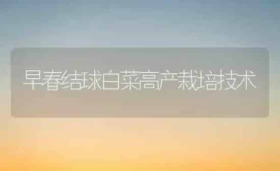 早春结球白菜高产栽培技术 | 蔬菜种植