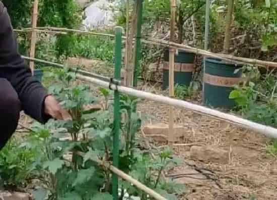 植物修剪|菊花夏天可以剪枝吗 什么时候剪枝不影响开花