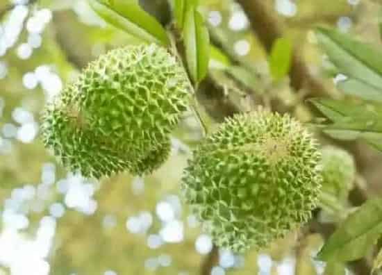 植物百科|榴莲是树吗 长什么样子(图片)