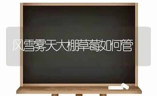 风雪雾天大棚草莓如何管 | 瓜果种植