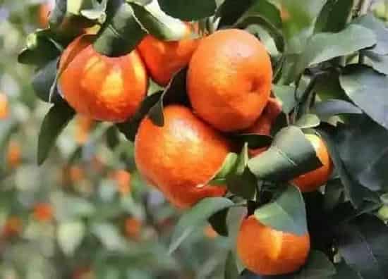 种植管理|沙糖桔什么季节种植合适