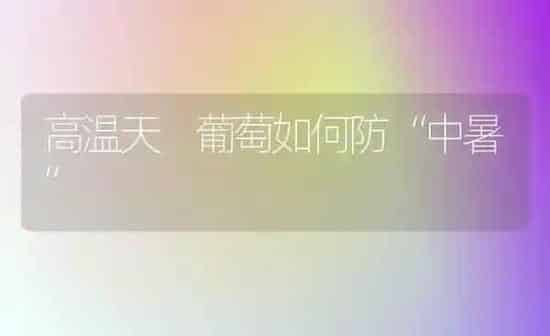 高温天 葡萄如何防“中暑” | 瓜果种植