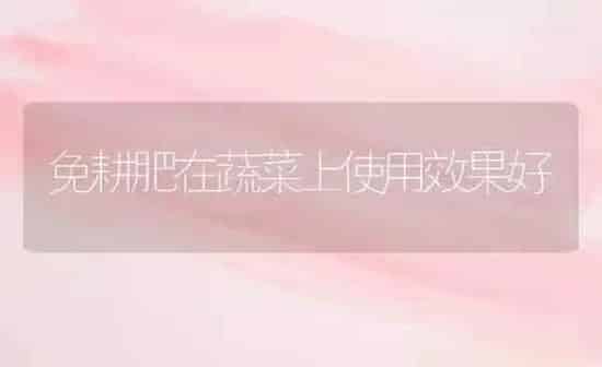 免耕肥在蔬菜上使用效果好 | 蔬菜种植