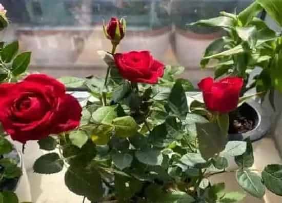 叶子干枯|玫瑰花叶子干枯怎么办