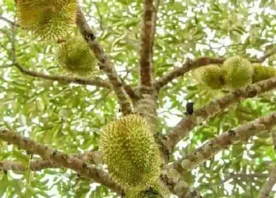 植物百科|榴莲是树吗 长什么样子(图片)