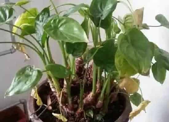 植物移栽|滴水观音怎么分株方法