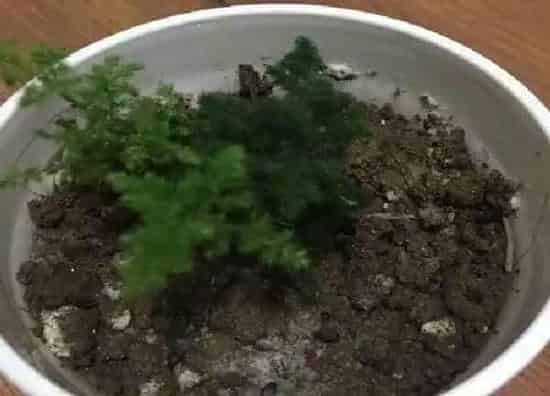 植物浇水|云竹什么时间浇水好 浇什么水才好