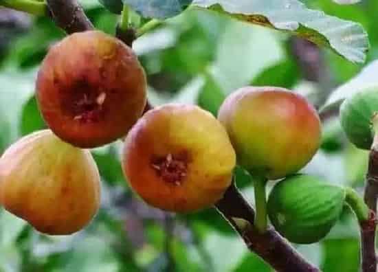果实成熟|无花果几月份成熟上市