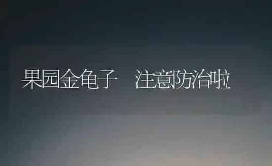 果园金龟子 注意防治啦 | 瓜果种植