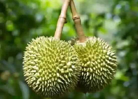 植物百科|榴莲是树吗 长什么样子(图片)