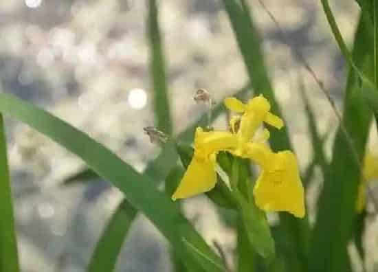 养殖科普|鸢尾喜阴还是喜阳