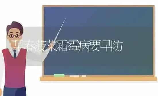 早春菠菜霜霉病要早防 | 蔬菜种植