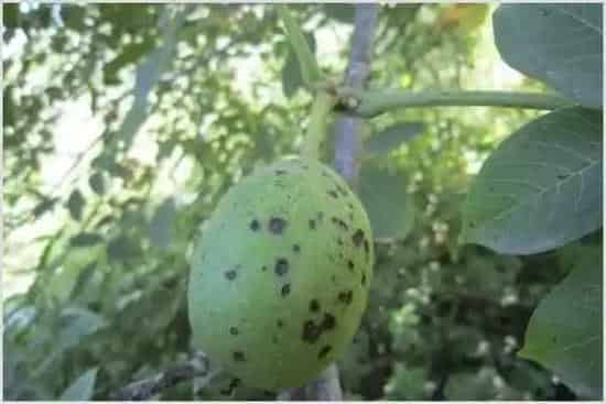 核桃树叶发黄原因及病症解决办法 | 种植施肥