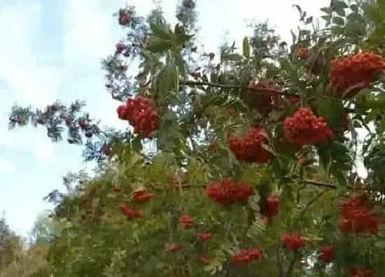 植物寓意|红豆象征着什么意义 代表什么爱情寓意