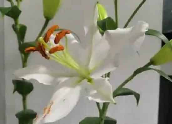 植物寓意|百合象征什么意义  有什么含义与花语