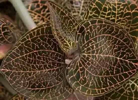 植物繁殖|金线莲怎么繁殖方法和注意事项