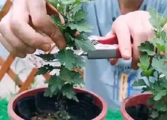 植物修剪|菊花夏天可以剪枝吗 什么时候剪枝不影响开花