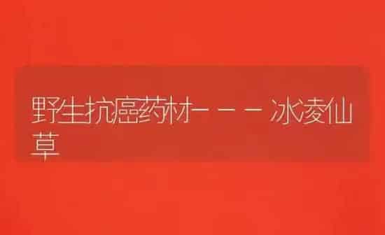 野生抗癌药材---冰凌仙草 | 药材种植