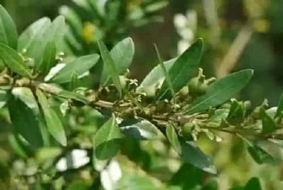 盆景|云南黄杨下山桩怎么养活 栽种成活率高的方法