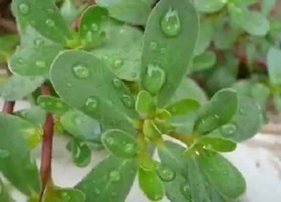 种植方法|马齿苋种植时间和方法