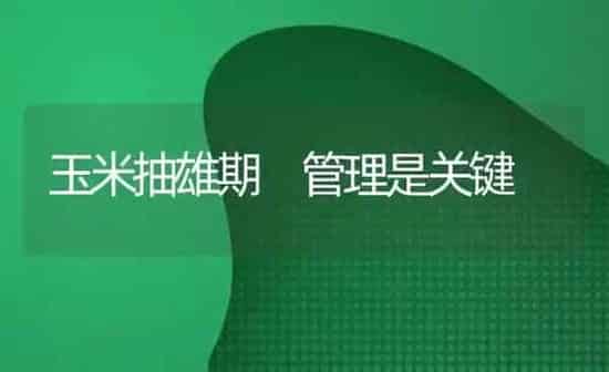 玉米抽雄期 管理是关键 | 粮油作物种植