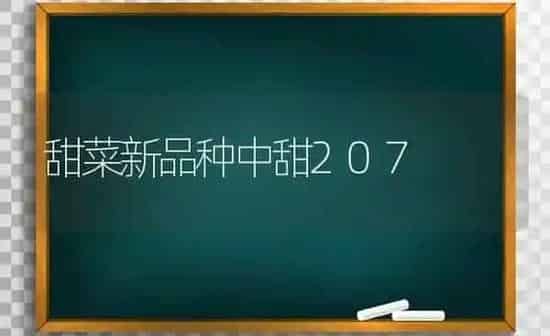 甜菜新品种中甜207 | 蔬菜种植
