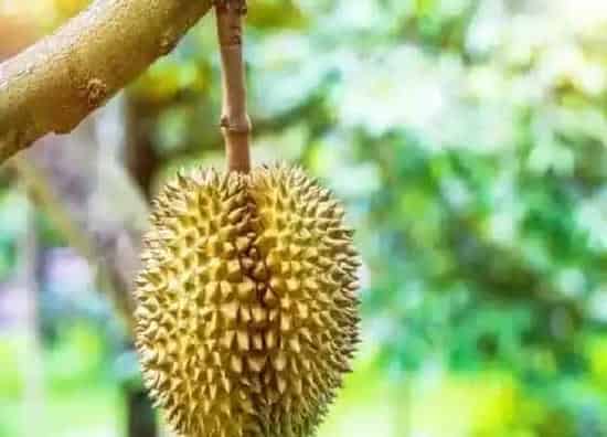 植物百科|榴莲是树吗 长什么样子(图片)