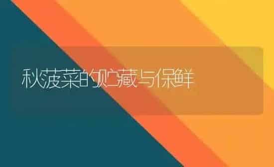 秋菠菜的贮藏与保鲜 | 蔬菜种植