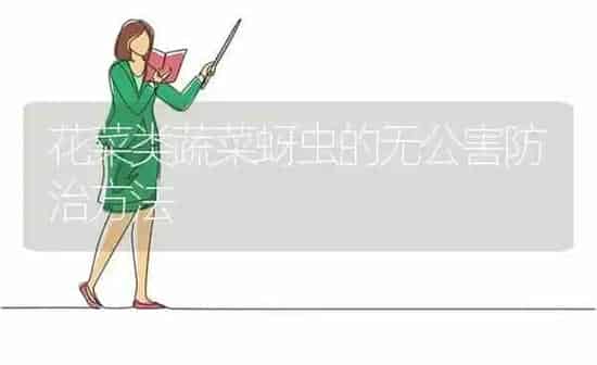 花菜类蔬菜蚜虫的无公害防治方法 | 蔬菜种植