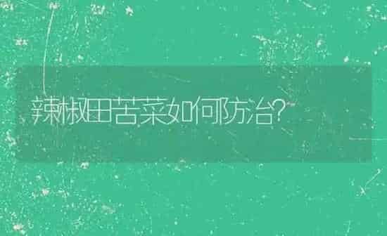辣椒田苦菜如何防治？ | 蔬菜种植