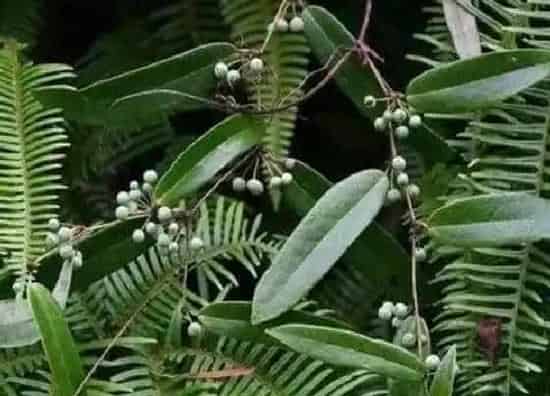 生长环境|茯苓的生长环境及生长地方条件