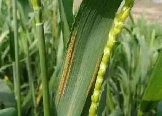 种植管理|麦子几月份种合适