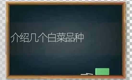 介绍几个白菜品种 | 蔬菜种植
