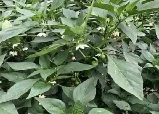植物病害|为什么辣椒开花开一个掉一个 辣椒开花总是掉是什么原因