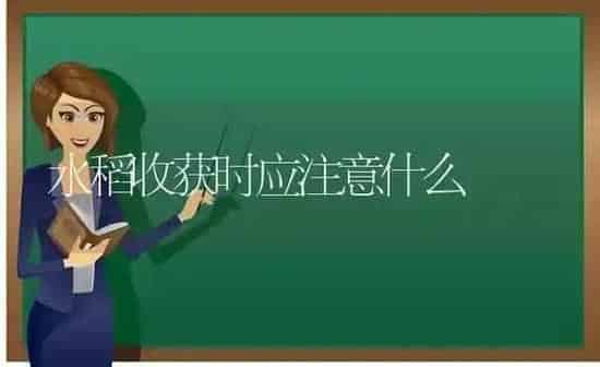 水稻收获时应注意什么 | 粮油作物种植